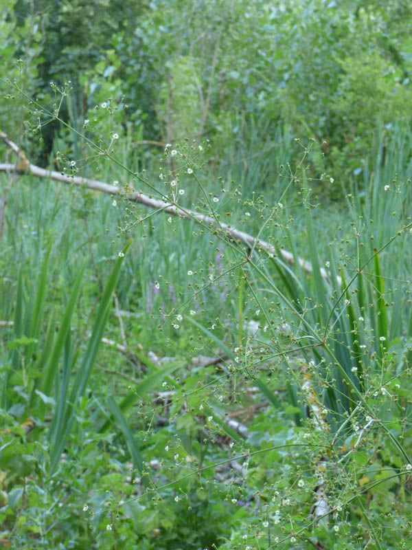 Alisma plantago-aquatica